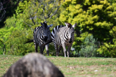 動物園8 シマウマ