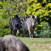 動物園8 シマウマ