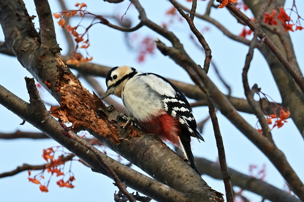 アカゲラ