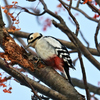 アカゲラ