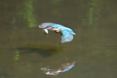 初カワセミ3