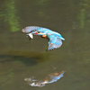 初カワセミ3