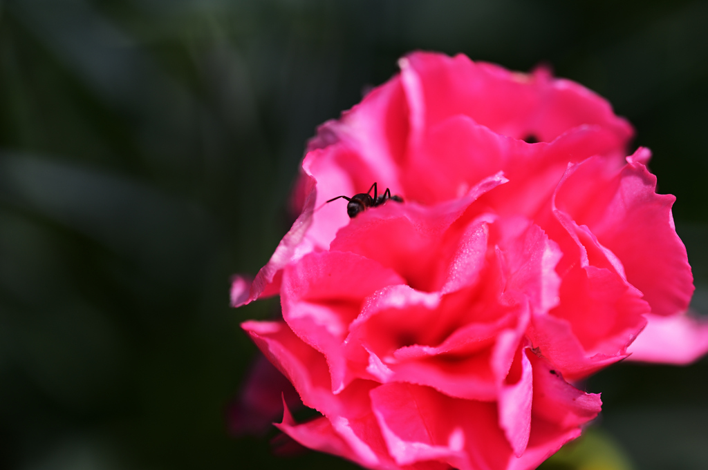 花上の探検者