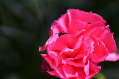 花上の探検者