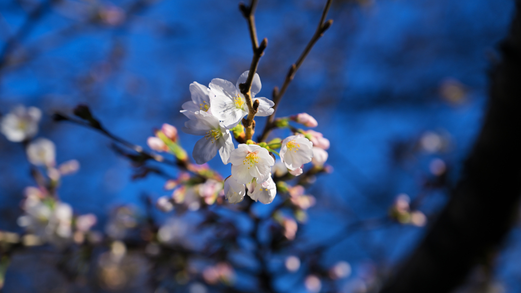 桜、満開まだ遠し