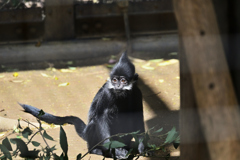 動物園7 フランソワルトン