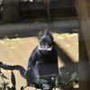 動物園7 フランソワルトン