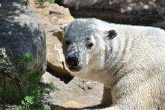 動物園10 シロクマ