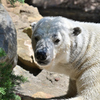 動物園10 シロクマ