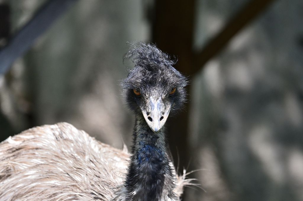 動物園1 エミュー