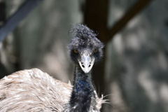 動物園1 エミュー