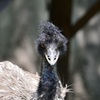 動物園1 エミュー