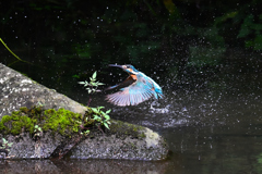 初カワセミ5