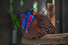 動物園5 ベニジュケイ