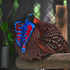 動物園5 ベニジュケイ