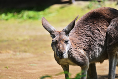 動物園2 カンガルー