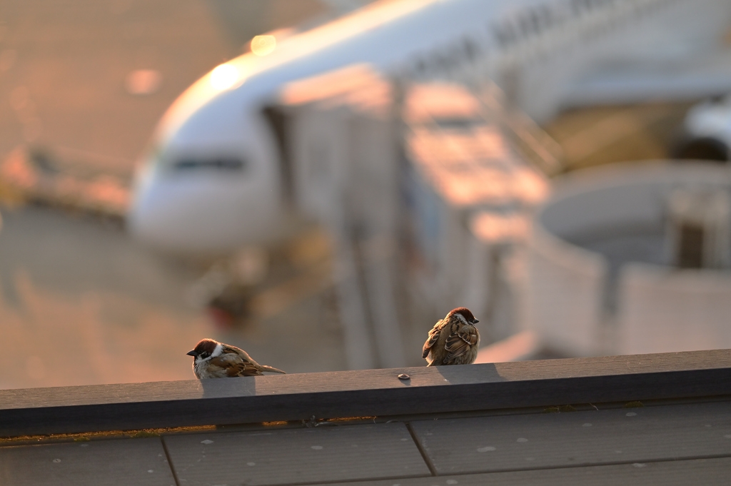 飛行機よりも小さな物語