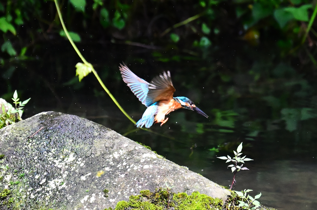 初カワセミ6
