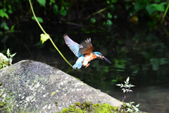 初カワセミ6