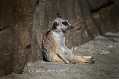 動物園6 立ち疲れたミーアキャット