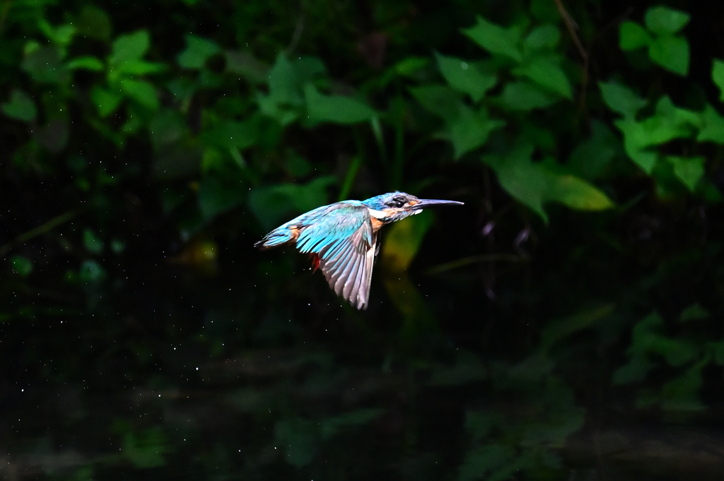 初カワセミ7