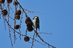 シジュウカラ