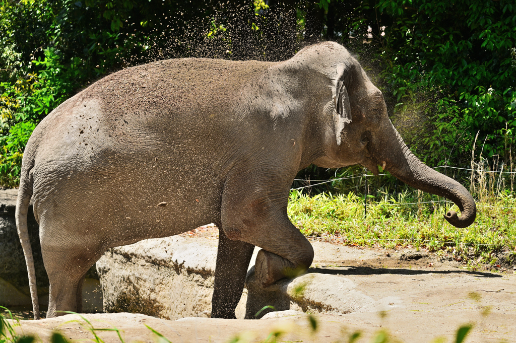 動物園3 ゾウの砂かけ
