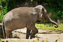 動物園3 ゾウの砂かけ