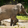 動物園3 ゾウの砂かけ