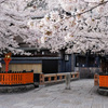 祇園白川の桜