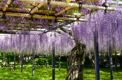 平等院の藤