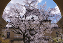 京都府庁旧本館の枝垂れ桜