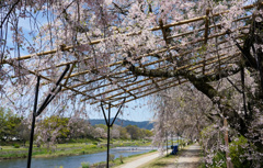 八重紅枝垂桜の道