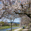 八重紅枝垂桜の道