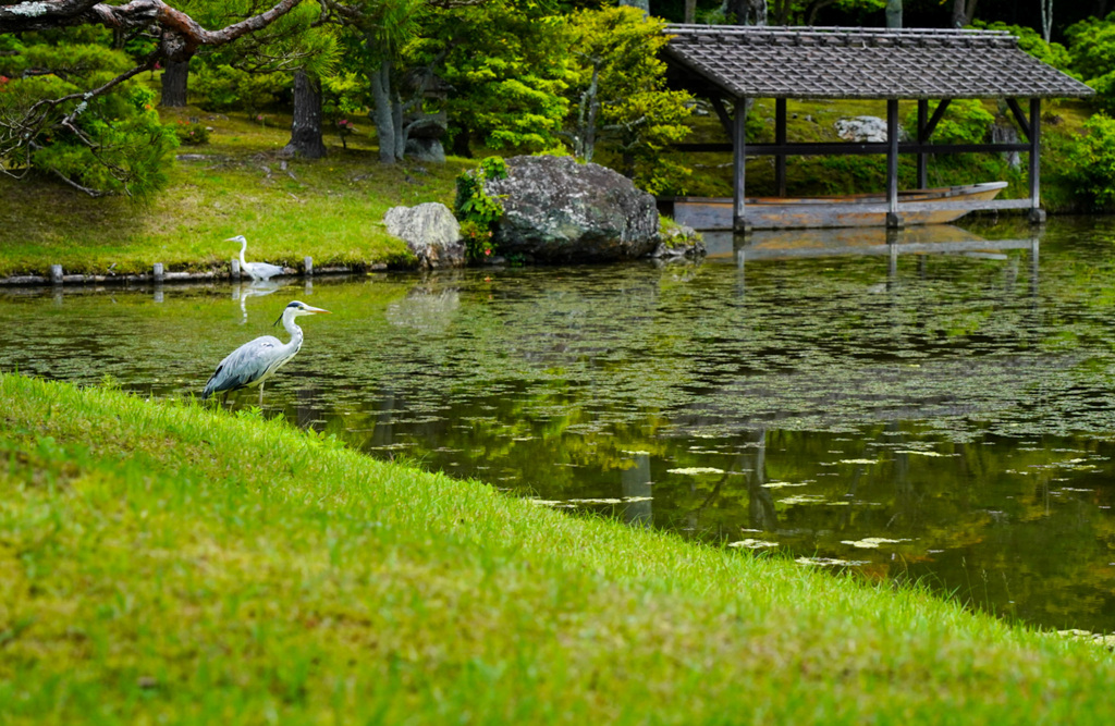 池を眺める