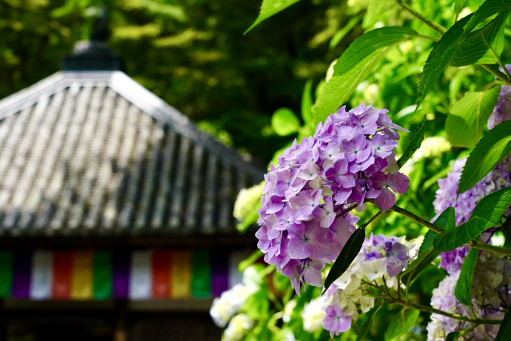 花の御寺