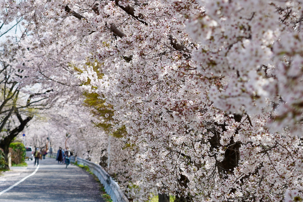 賀茂川近くの道路沿いの桜