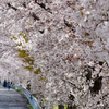 賀茂川近くの道路沿いの桜