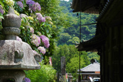 長谷寺　あじさい