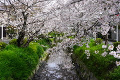 松ヶ崎疏水の桜