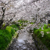松ヶ崎疏水の桜