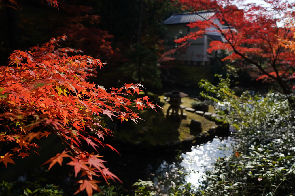 金戒光明寺　紅葉