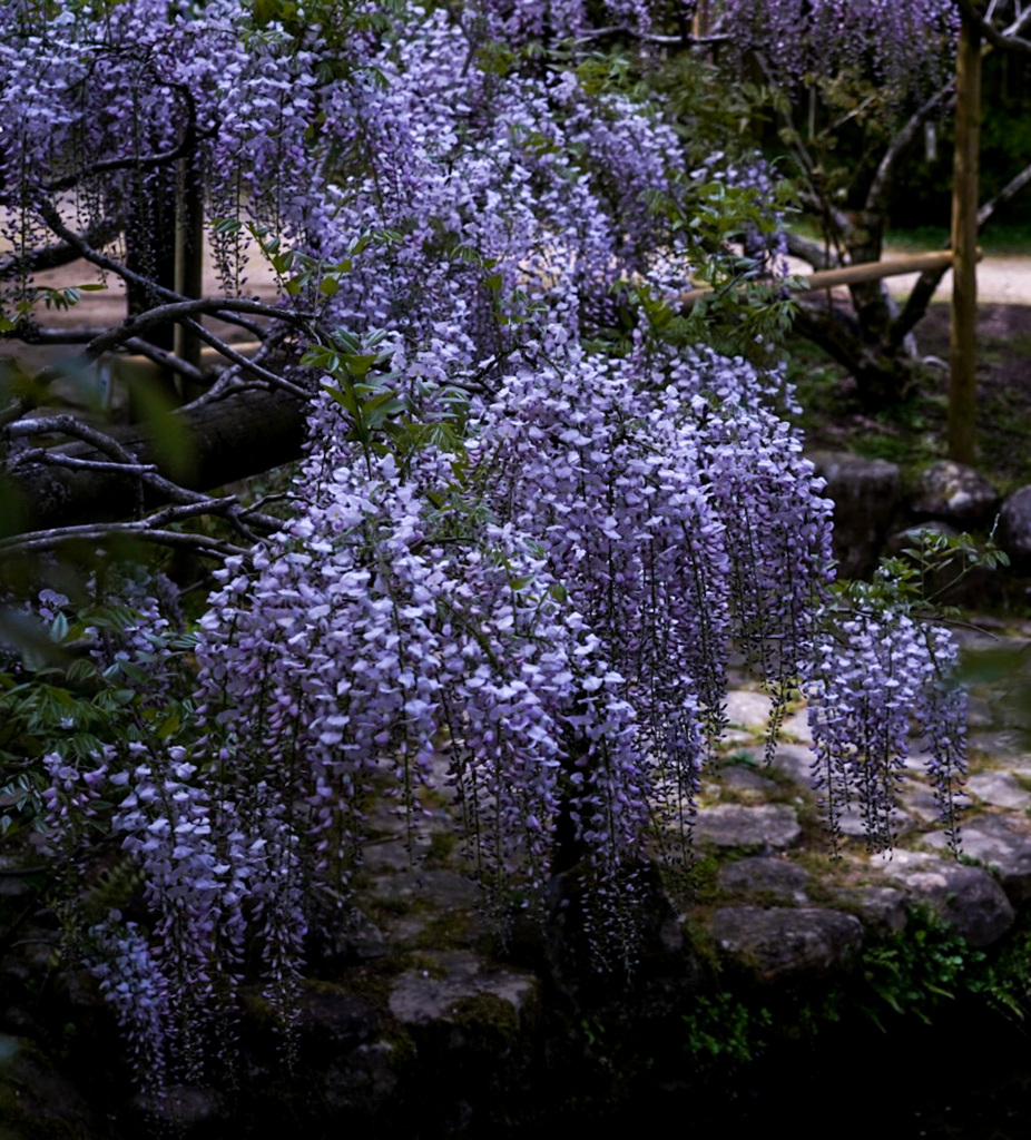 藤の園