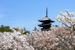 御室桜