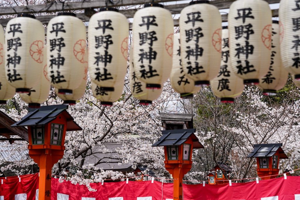 平野神社の桜