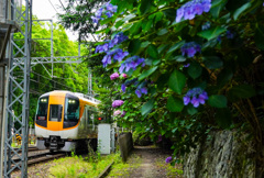 近鉄と紫陽花