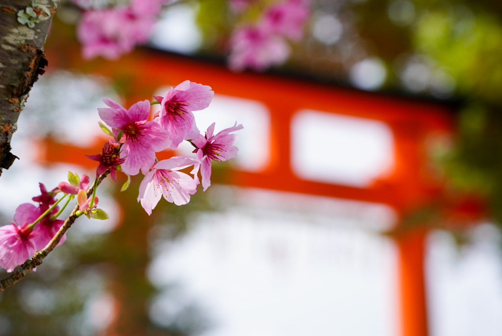 上賀茂神社の鳥居と桜