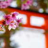 上賀茂神社の鳥居と桜