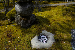 苔と桜の花びら