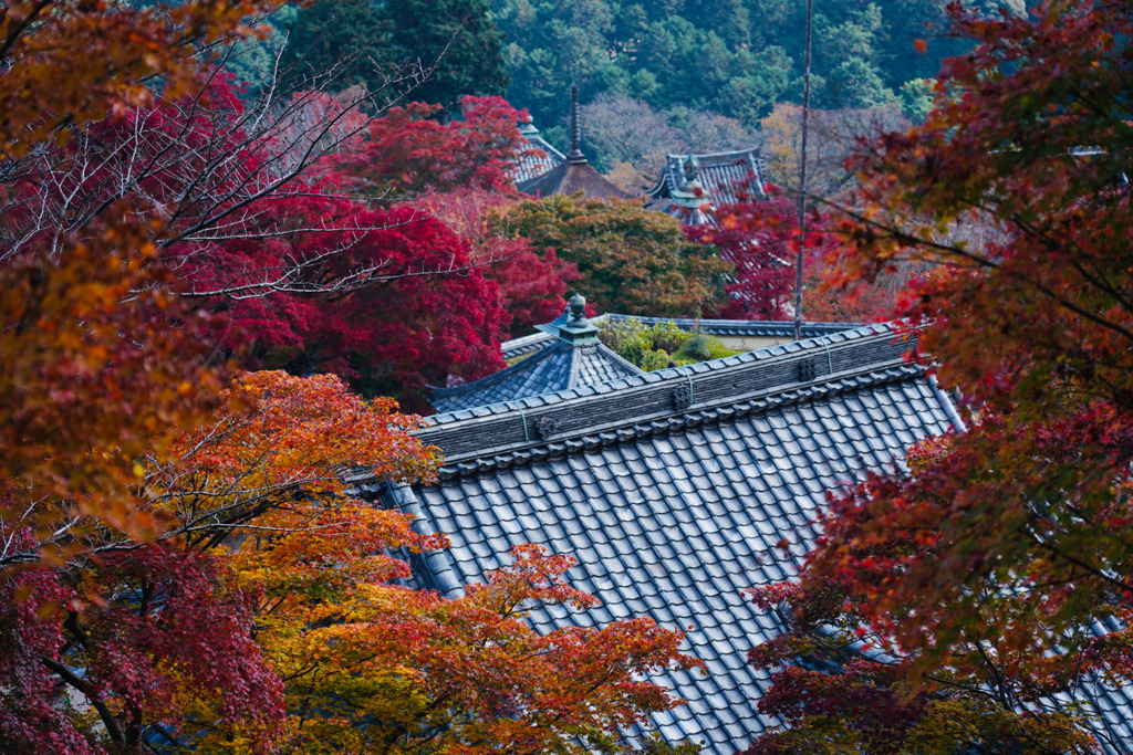 善峯寺　紅葉